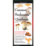 Common Mushrooms of the Northeast (folding guide) - Kirsten McKnight Ward, et. al.