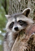 Blank Journal: Raccoon