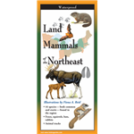 Land Mammals of the Northeast - Fiona A. Reid, illus.