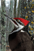 Blank Journal: Pileated Woodpecker