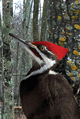 Blank Journal: Pileated Woodpecker