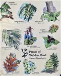 "Plants of Walden Pond" Poster - Marianne Orlando
