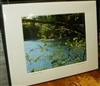 "Sparkling Walden Pond with Spring Birch" (14 x 11 Matted Print) - Deborah Shneider Smith