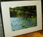 "Sparkling Walden Pond with Spring Birch" (14 x 11 Matted Print) - Deborah Shneider Smith