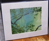 "New Maple Growth at Walden Pond" (14 x 11 Matted Print) – Deborah Shneider Smith