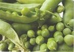 Sugar Snap Peas Note Card - Natasha Shabat