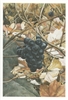 Wild Grapes Note Card - Abigail Rorer
