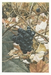 Wild Grapes Note Card - Abigail Rorer