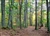 "Fall Forest Floor in Walden Woods" (14 x 11 Matted Print) – Barbara Olson