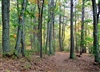 "Fall Forest Floor in Walden Woods" (14 x 11 Matted Print) – Barbara Olson