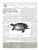 Thoreau Society Bulletin 319 Fall 2022