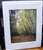 "Yellow Woods in Concord, Mass." (11 x 14 Matted Print) – Alice Wellington