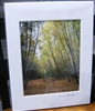 "Yellow Woods in Concord, Mass." (11 x 14 Matted Print) – Alice Wellington