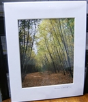 "Yellow Woods in Concord, Mass." (11 x 14 Matted Print) – Alice Wellington