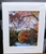 "Wyman Meadow Glow, Walden Pond, Concord, Mass." - (11 x 14 Matted Print) – Alice Wellington