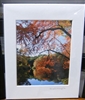 "Wyman Meadow Glow, Walden Pond, Concord, Mass." - (11 x 14 Matted Print) – Alice Wellington