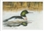 Mergus merganser (Common merganser) Note Card - John Caffrey