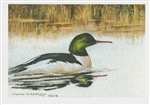 Mergus merganser (Common merganser) Note Card - John Caffrey