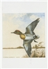 Anas crecca (Green-winged Teal) Note Card - John Caffrey