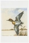 Anas crecca (Green-winged Teal) Note Card - John Caffrey