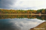 Autumnal Tints at Walden Pond Postcard - Bonnie McGrath