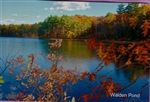 Autumn Oaks at Walden Pond Postcard - Bonnie McGrath