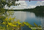 Summer View of Walden Pond Postcard - Bonnie McGrath
