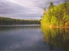 Summer Shines on Walden Postcard - Bonnie McGrath