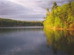 Summer Shines on Walden Postcard - Bonnie McGrath