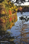 Autumn Comes to Walden Pond Postcard - Bonnie McGrath