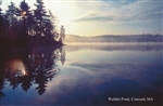 At Day's End at Walden Pond Postcard - Bonnie McGrath