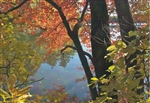 Autumn Colors at Walden Pond Postcard - Bonnie McGrath