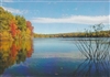 Walden Pond from Ice Fort Cove Postcard - Alice Wellington